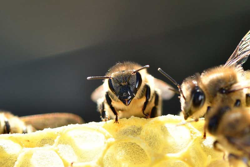 A mézelő méhek vagy egyszerűbb nevén a méhek a felelősek a mézért