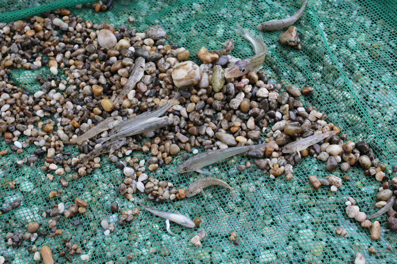 Dunai halak - Part menti halászattal vizsgálták a dunai halállományt