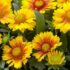 Sárga kokárdavirág - Ha szereted a természetet, ne ültess ilyet!