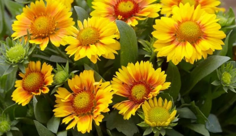 Sárga kokárdavirág - Ha szereted a természetet, ne ültess ilyet!