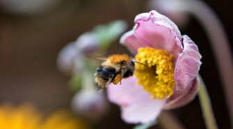 Megterhelő munka a virágpor gyűjtése a poszméhek számára