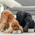 Az érzékeny gyomrú kutyák étrendje – Gabonamentes tápok