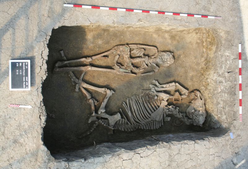 Lovas temetkezés a rákóczifalvi avar temetőből, Kr. u. 8. század. A sírban fekvő férfi az egyik családfa/közösség alapítójának fiatalon elhunyt fia