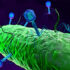 Bakteriofág vírusok – Harc a szuperbaktériumok ellen