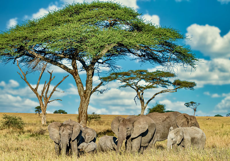 Magyarország ragadós száj- és körömfájás elleni védekezés készenléti terve nem tér ki az állatkertekre