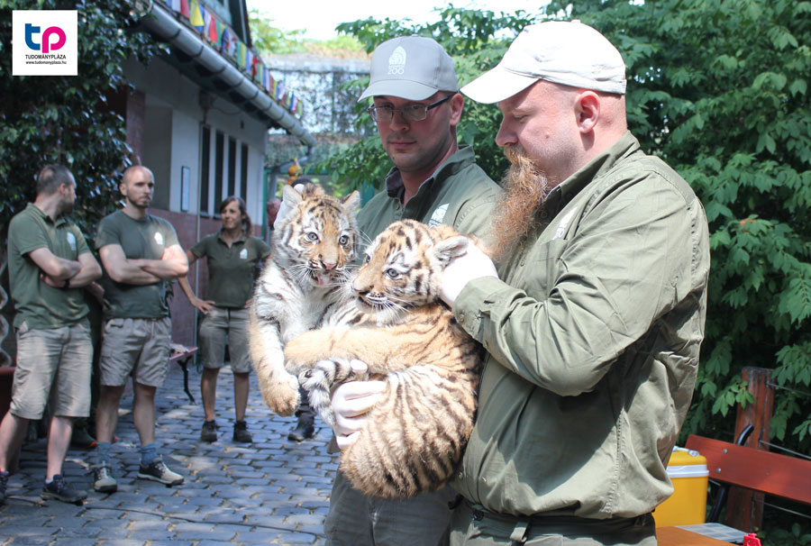A szibériai tigris (Panthera tigris altaica), más néven amuri tigris