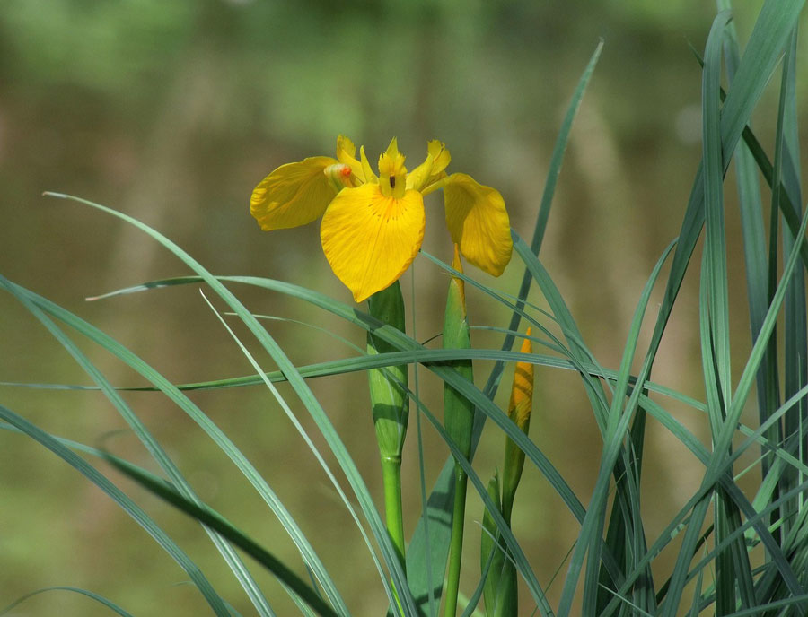 Iris lutea, azaz sárga nőszirom