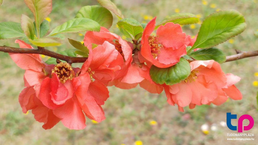 Chaenomeles speciosa - japánbirs