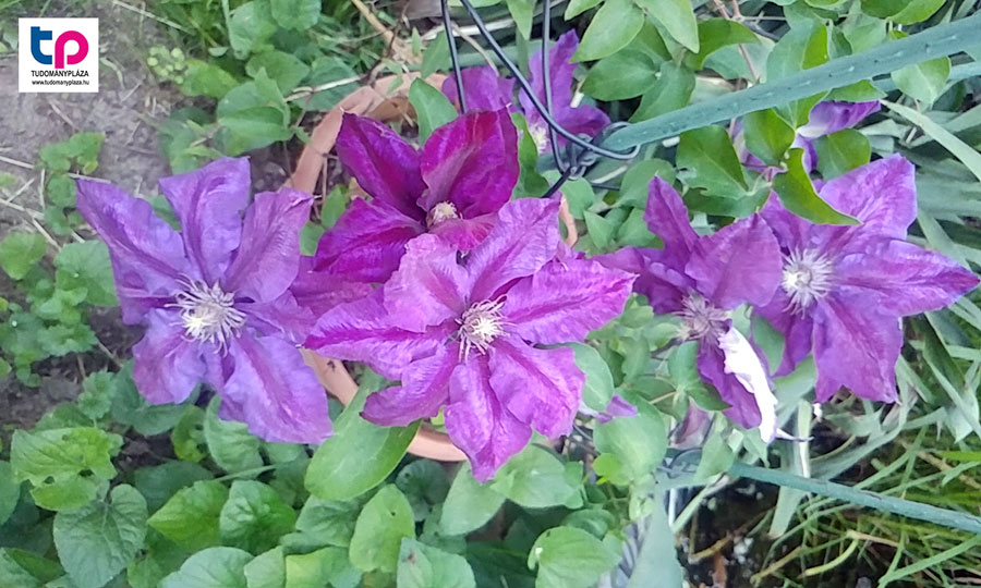 Kerti Iszalag, Clematis 'Etoile violette' - olasz klemátisz