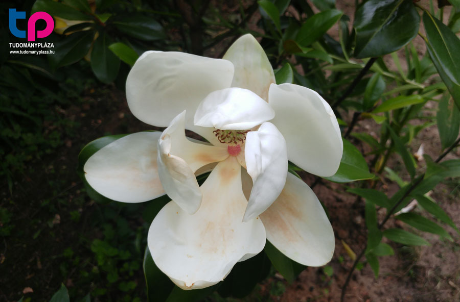 Magnolia grandiflora - Hogyan tanuljunk latin növényneveket?