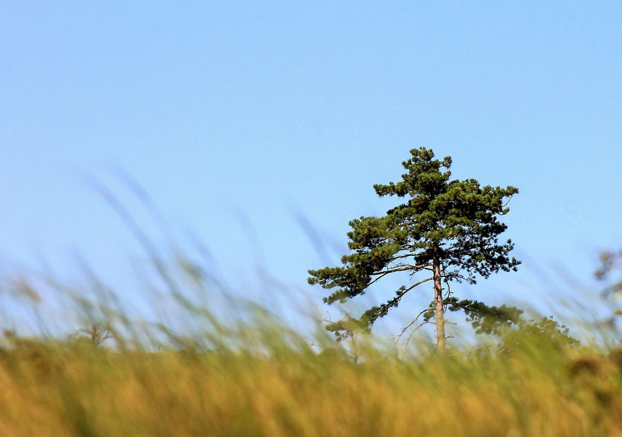 A másik alfaj a dalmát feketefenyő (Pinus nigra subsp. dalmatica), koronája ezzel szemben kicsit szélesebb, ellaposodó, esernyő alakú.