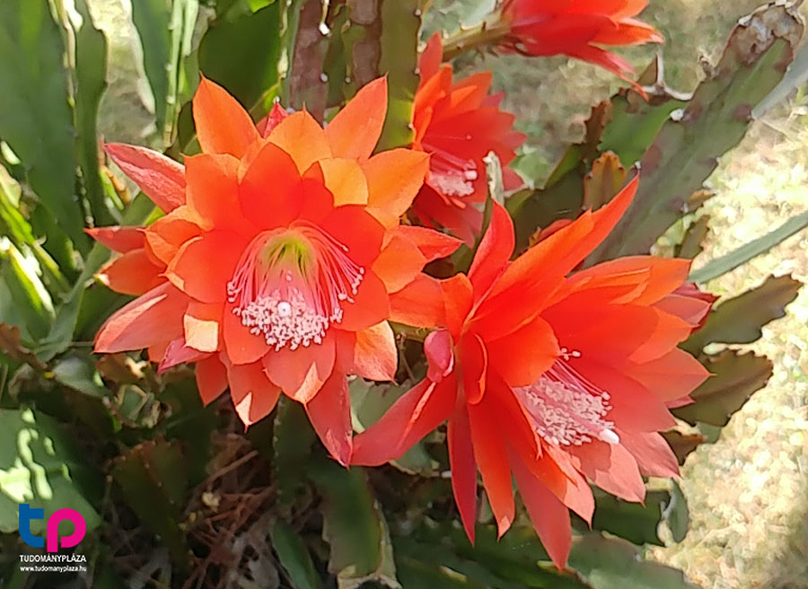 Disocactus ackermannii - levélkaktusz