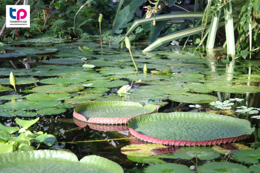 a Victoria amazonica pedig Viktória királynő előtt tiszteleg