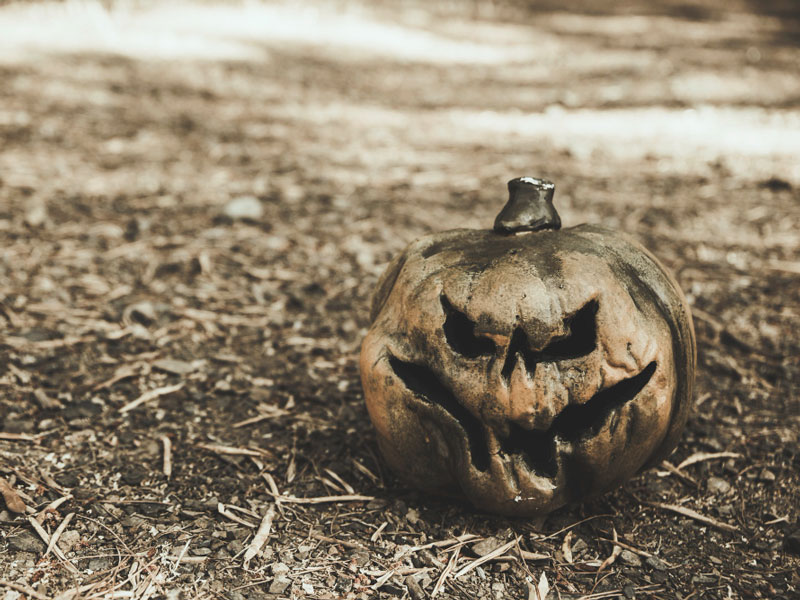 A MATE szakembere szerint a legjobb módja a tökök eltűntetésének, ha komposztáljuk őket.