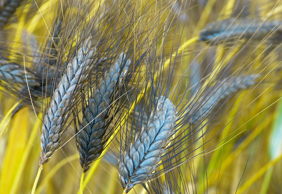 Alakor (Triticum monococcum)