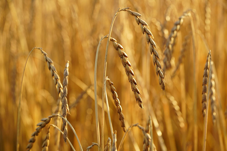 Tönke (Triticum dicoccum)
