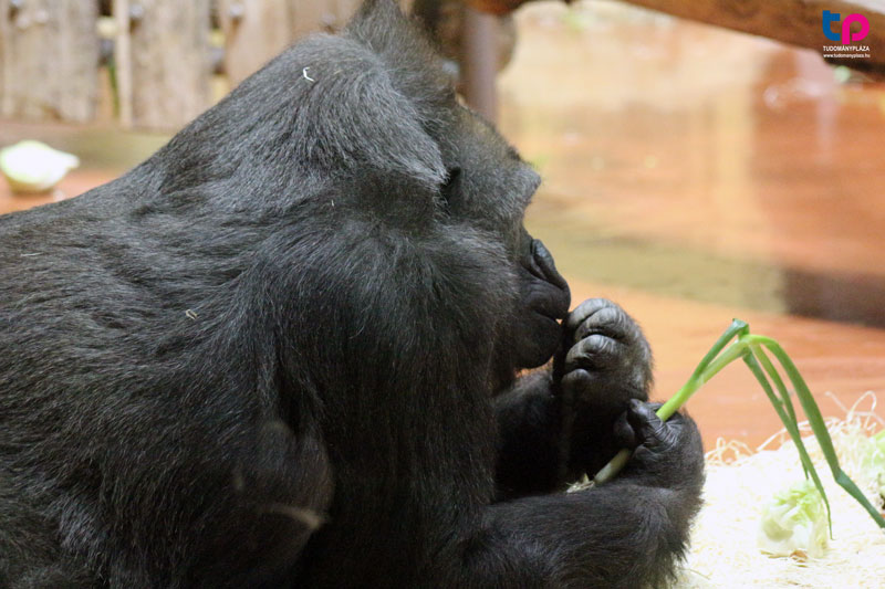 az állatkerti közegben a gorillák hangja a szabadban is ritkán hallható