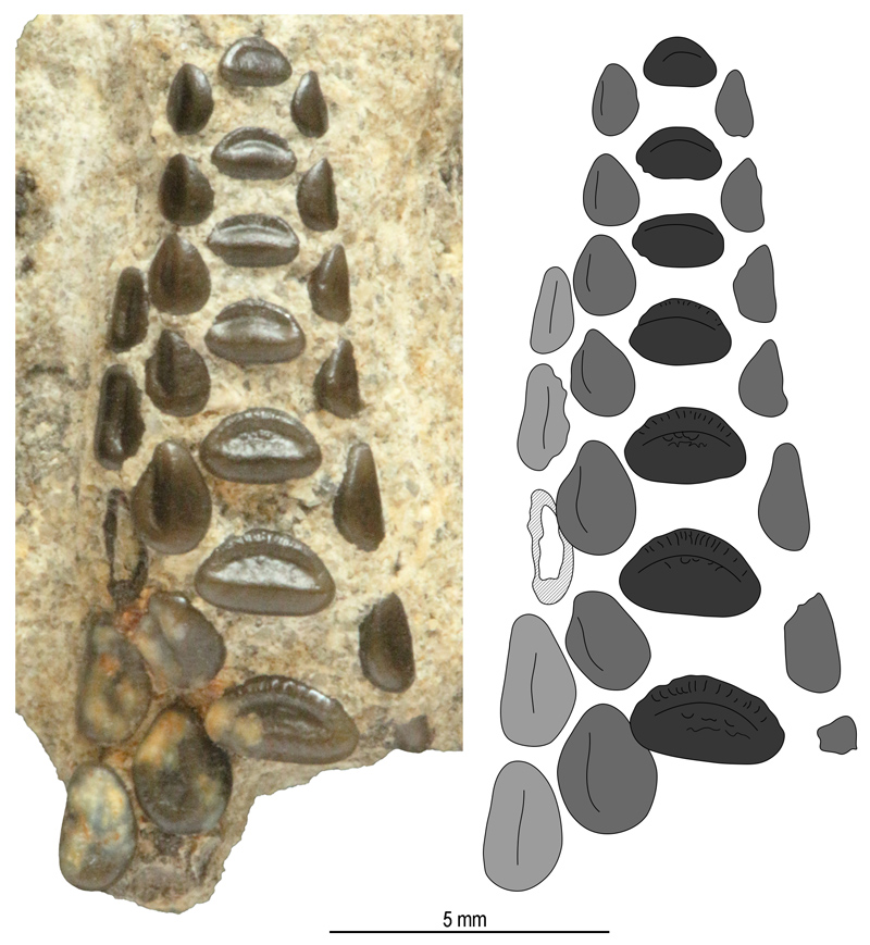 A Polazzodus mihalyfii felső állkapocseleme (vomer) a benne ülő fogakkal
(forrás: Szabó és Cawley, 2025)