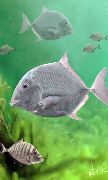 Az újonnan felismert állkapocselemek rendszertani besorolása izgalmas eredményekre vezetett.