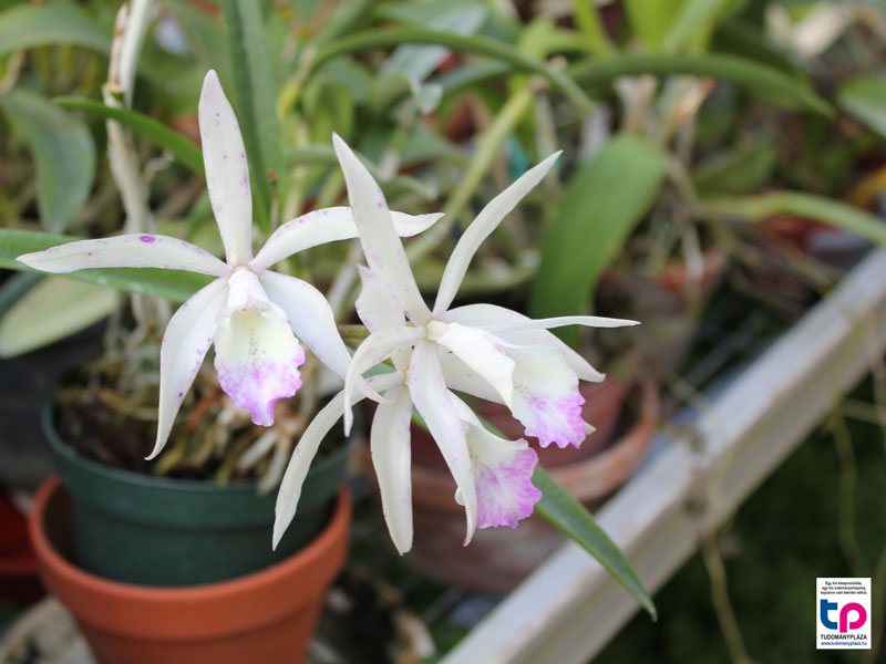 Ezt követte az orchidealáz (Orchidelirium), amikor egy-egy ritka példányért egy kisebb vagyonnak megfelelő összeget is kifizettek az árveréseken.