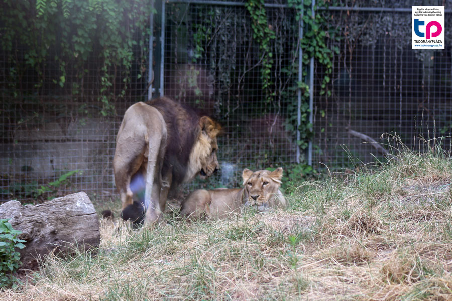 A nap során tíz különböző állatos élményprogramot tartanak, amelyek fókuszában az állatok, ezen belül is az állatkert lakói körében kialakult szerelmi és családi kötelékek lesznek.