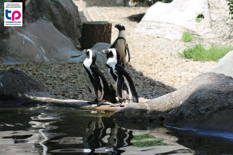 A páros kedvezmény mellett a tulajdonképpeni Valentin-napon, tehát február 14-én szombaton extra programokkal is készül az Állatkert.