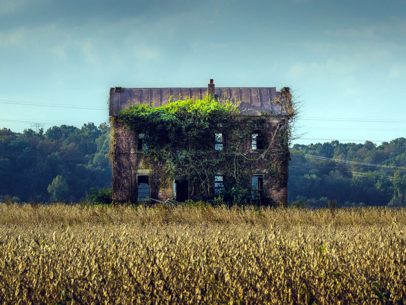 A másodlagos szukcesszió során a bolygatott terület fokozatosan visszatér egy természetközeli állapotba.