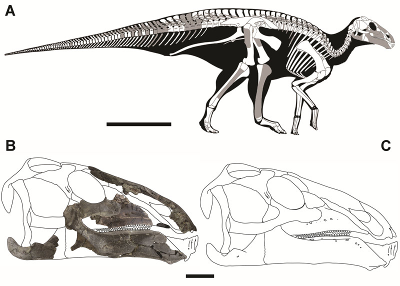 A Kryptohadros kallaiae koponya és csontváz rekonstrukciója. A szürke színnel jelölt csontváz elemek kerültek elő az ásatás során. Forrás: Magyar János