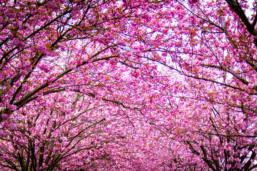 A legtöbb ember lelki szemei előtt valószínűleg rózsaszín virág jelenik meg, amikor a cseresznyevirágzásra gondol.