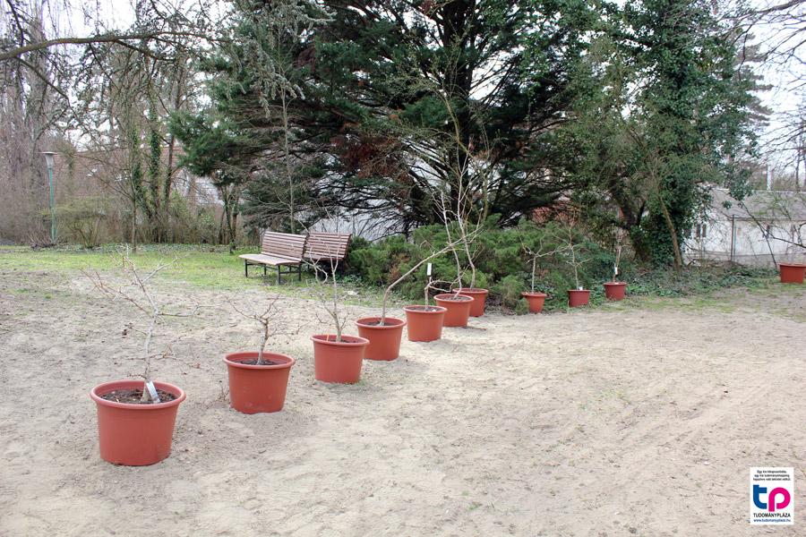 Ginkgo biloba nevelde a Huzella kertben.