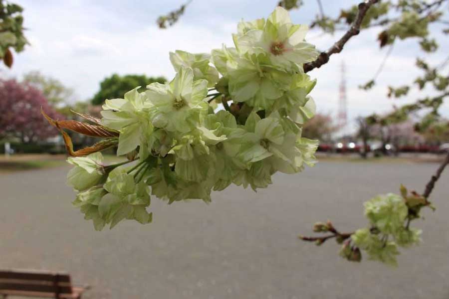 A halványzöldes virágokkal virágzó "Gyoiko" cseresznyevirág április végén kezd bimbózni