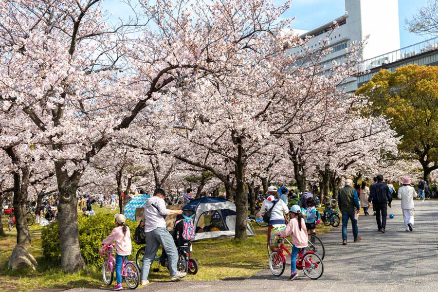 Ma a szakura és a hanami három elem kötelező kombinációja.
