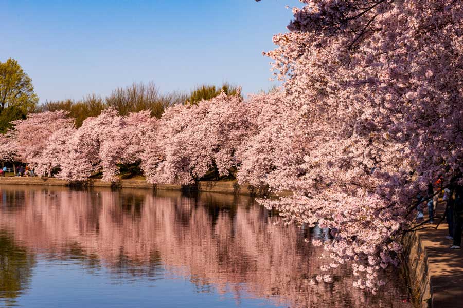 Több mint 500 cseresznyevirágfajta létezik, beleértve a változatokat és a hibrideket is.