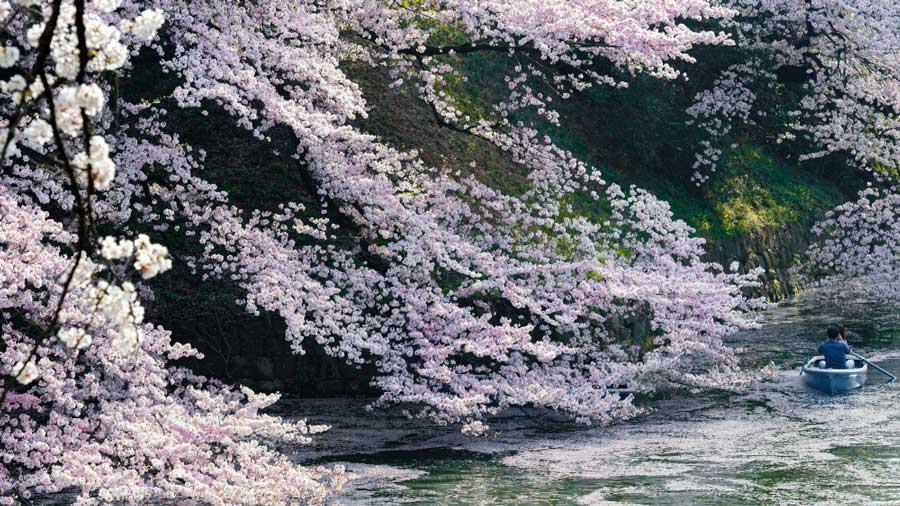 A virágnézés szokása Kínából ered, de eredetileg a szilvavirágra (ume) és az őszibarackvirágra (momo no hana) vonatkozott.