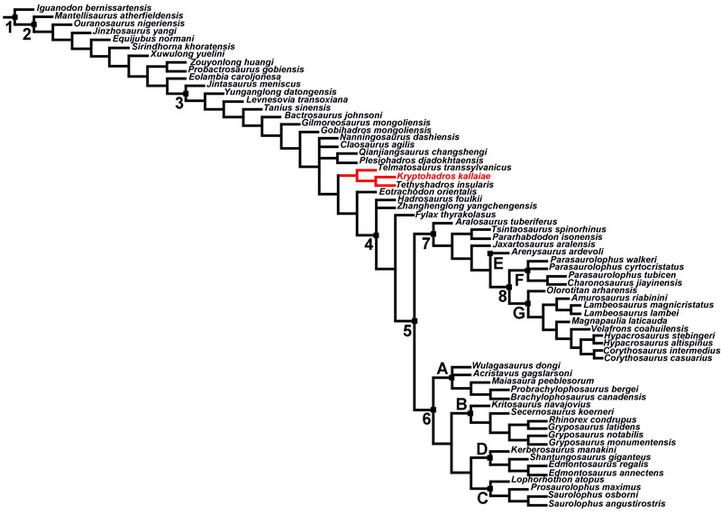 A Kryptohadros a közvetlen rokonaival egy különálló kládot képvisel, amely a Telmatosauridae nevet kapta. A képen pirossal jelölt ág. Forrás: Magyar János