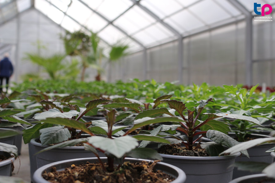 Az az újonnan alakított üvegház működéséhez szükséges rendszer energiaigényét a régi kémény (ebből lesz kilátó) oldalára szerelt napelemekkel biztosítják.