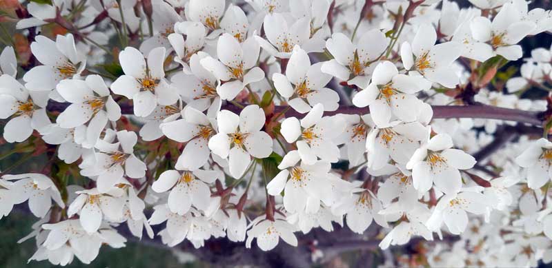 Fehér cseresznyevirág