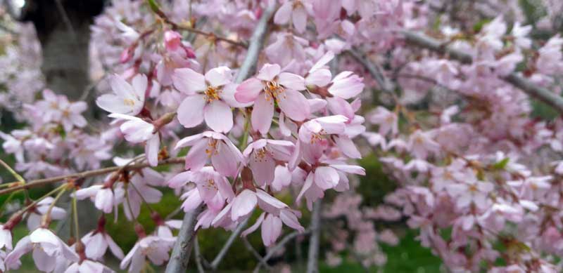 KMASZC Varga Márton Kertészeti és Földmérési Technikum és Kollégium Zuglói Japánkert