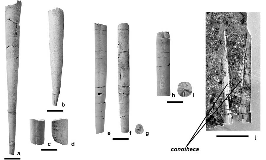 A vizsgálatok bizonyító erővel támasztották alá, hogy a régi és erősen megszilárdult nézettel szemben a belemniteszek nem haltak ki a 66 millió évvel ezelőtti kihalási hullám idején