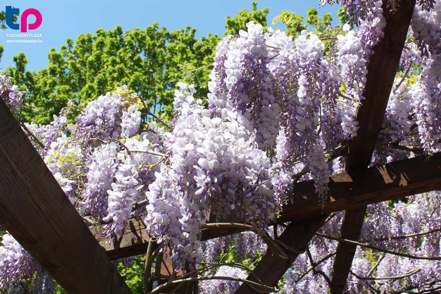 Különleges akácok az iskola kertjében