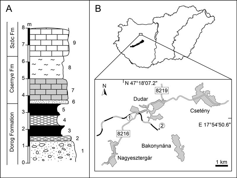 A belemniteszek – tudományos nevükön a Belemnoideák – a Belemnitida rendbe tartozó, kihalt tengeri fejlábú puhatestűek voltak, amelyek a triász időszak végétől állítólag a kréta időszak végéig (kb. 240–66 millió évvel ezelőtt) éltek.