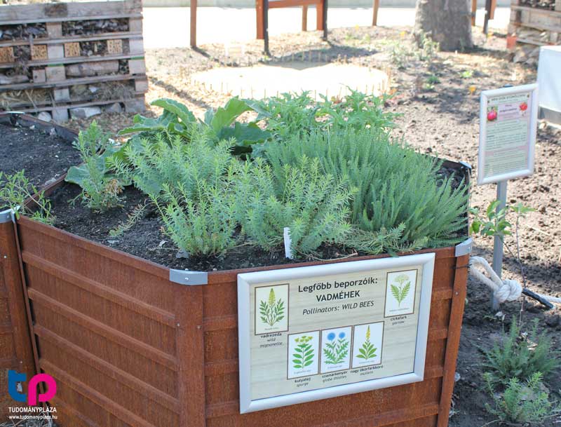 A beporzóbarát kert jellemzője, hogy a növényeket úgy válogatják össze, hogy a kertben kora tavasztól a fagyos idők beköszöntéig, vagyis a mérsékelt égövi rovarok teljes aktivitási időszakában mindig legyenek virágzó növények.