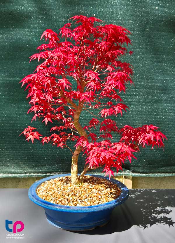 ikebana alkotásokat és bonsai bemutatót is megcsodálhattak a látogatók