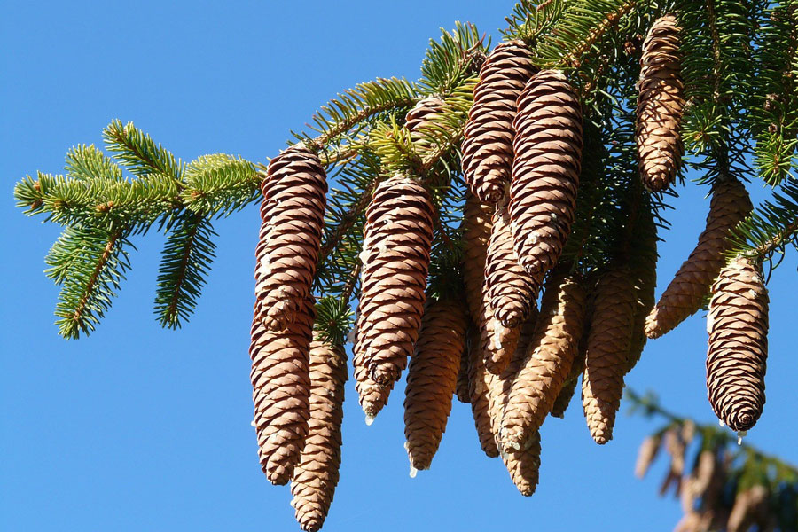 A lucfenyők elhalásának 2023-ban tapasztalt mértéke egy hosszú távú változás intenzívebbé válásának köszönhető.