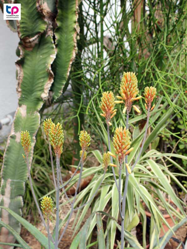 Különböző üvegházakba is be lehetett jutni.