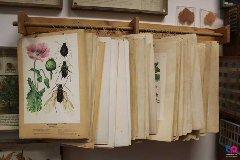 A mostani rendezvény során is számtalan színes és változatos program várta az érdeklődőket