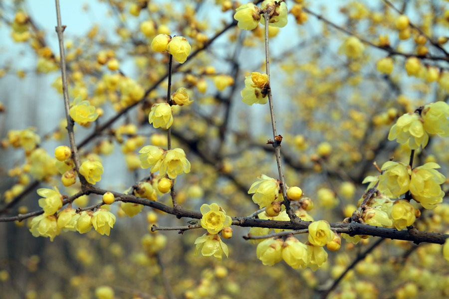 Téli cserjék, korai virágzás fagyban - az illatos tündérfa (Chimonanthus praecox)