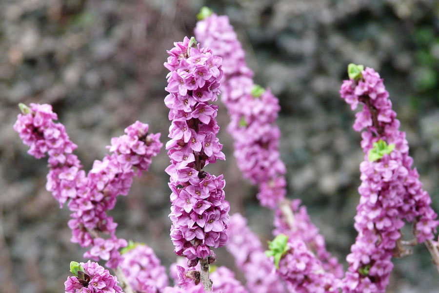 Téli cserjék, korai virágzás fagyban - farkasboroszlán (Daphne mezereum)