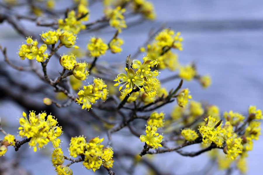 Cornus mas