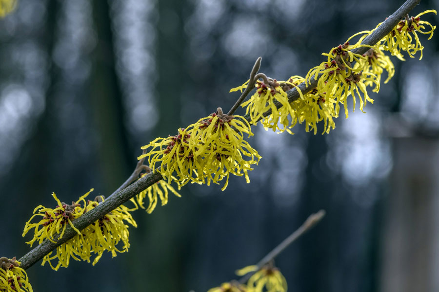 kínai varázsmogyoró - Hamamelis mollis